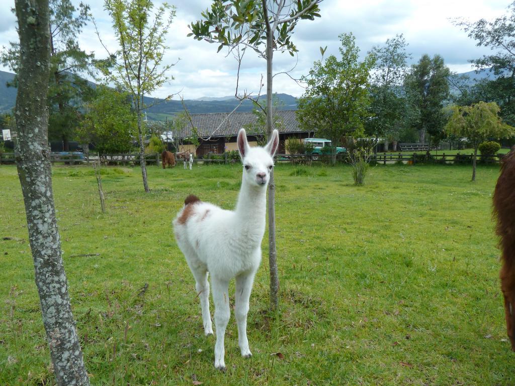 קאימבה Hacienda Hosteria San Luis מראה חיצוני תמונה