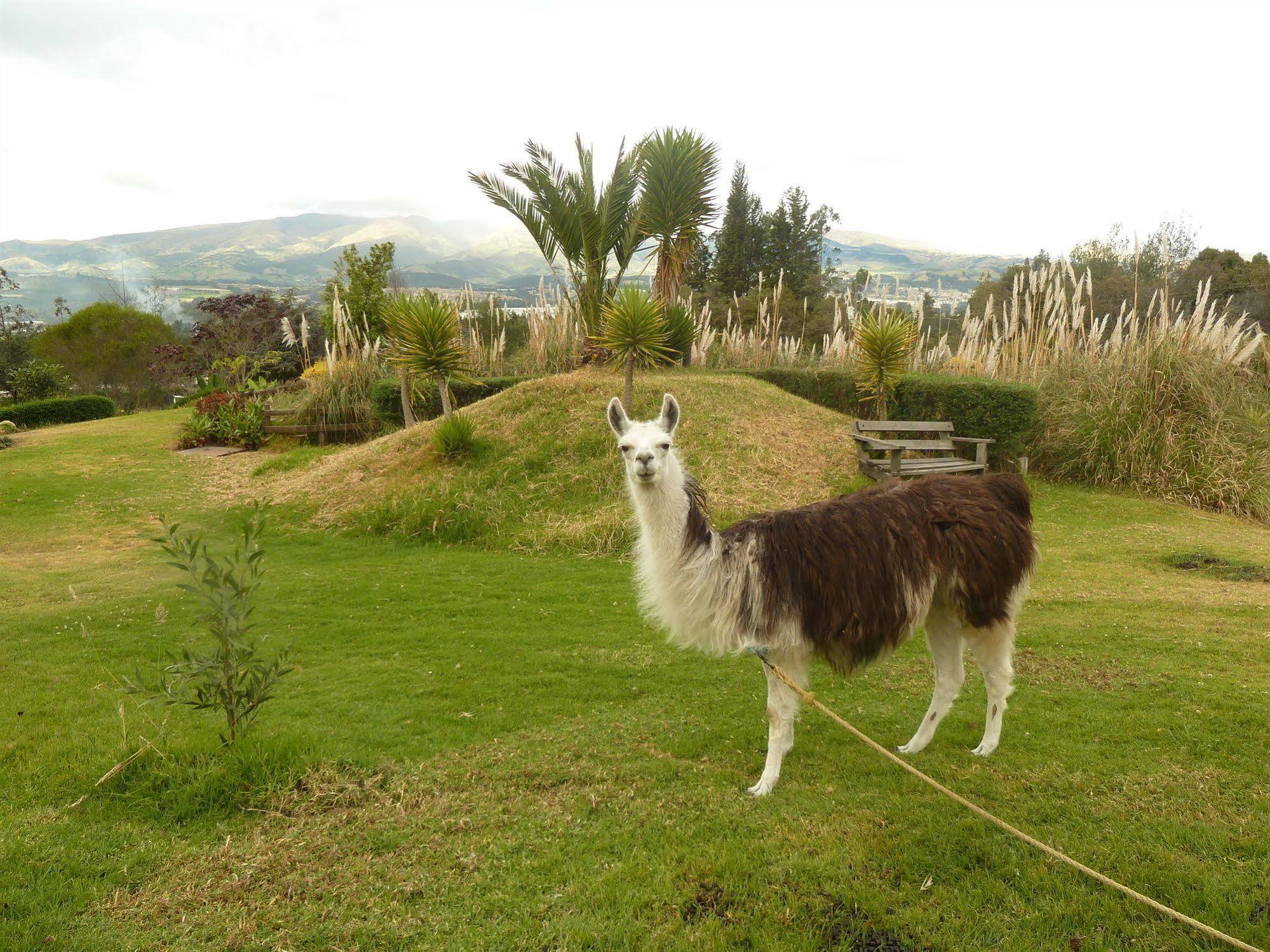 קאימבה Hacienda Hosteria San Luis מראה חיצוני תמונה